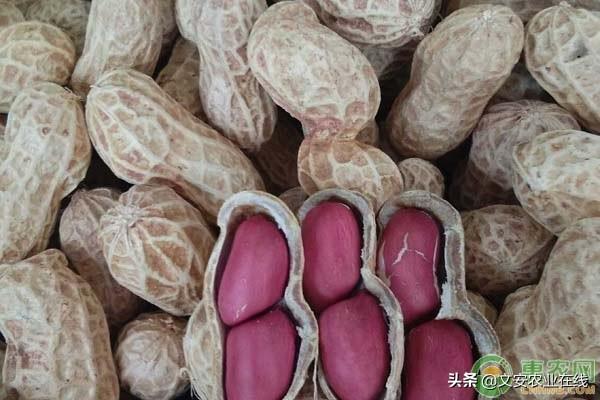花生最新价格及小巷中的秘密美食之旅揭秘
