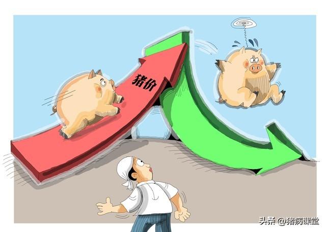 全国生猪价格最新行情动态及指南