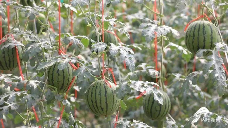 今日西瓜价格最新行情动态更新🍉