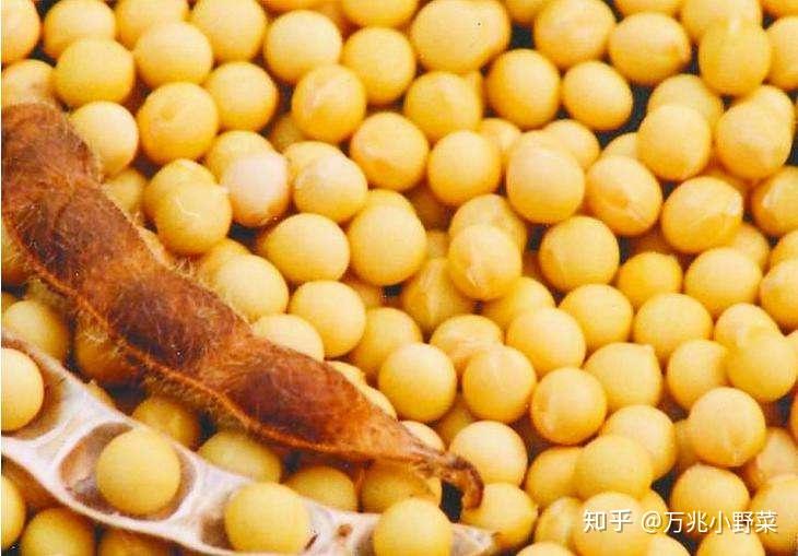 花生最新价格