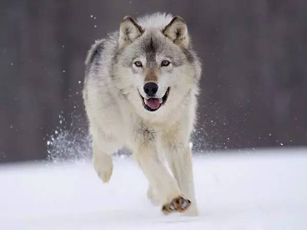 电影犬王，深度解析与观点阐述全解析