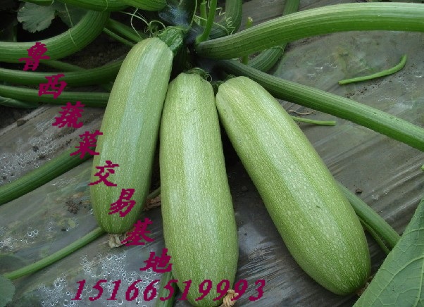 科技赋能下的西葫芦最新价格行情与生活精彩共享